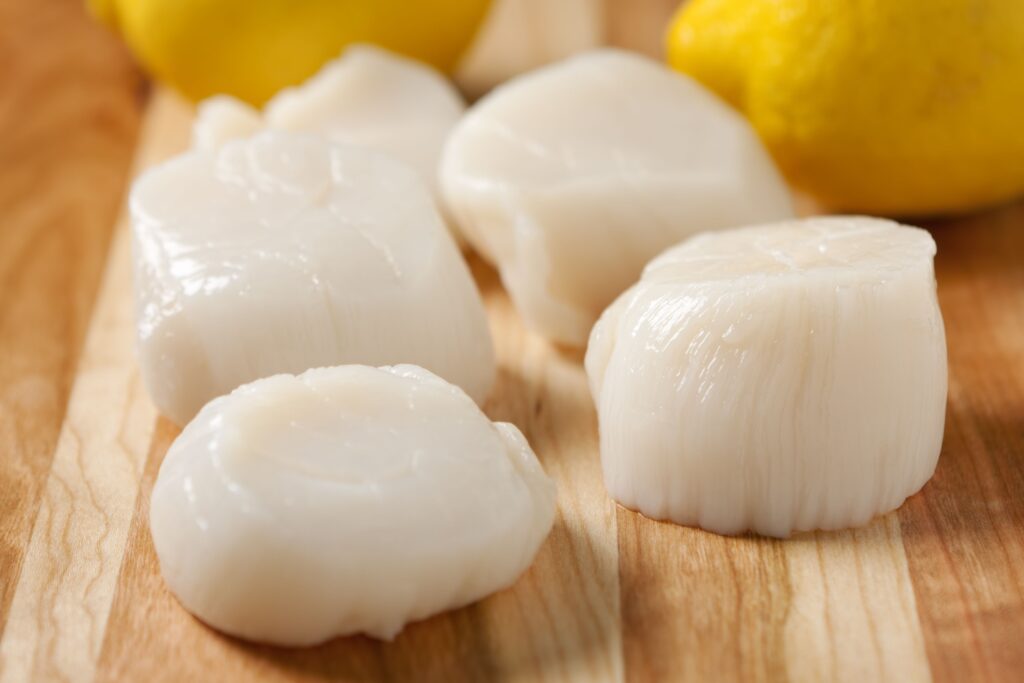 Fresh Jumbo Dry Diver Sea Scallops Highland Fish Market