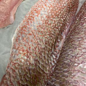 Wild Fresh Florida Snapper
