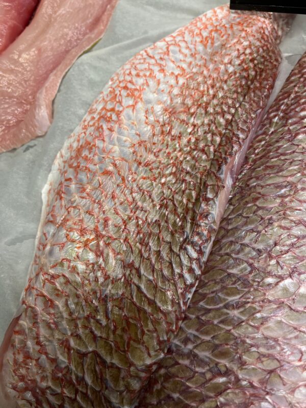 Wild Fresh Florida Snapper