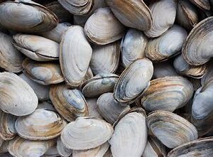 Live Virginia Littleneck Clams