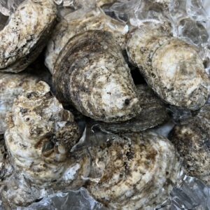 Live Chesapeake Bay Select Oysters