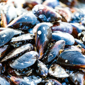 Live Prince Edward Island Mussels