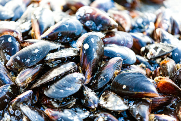 Live Prince Edward Island Mussels