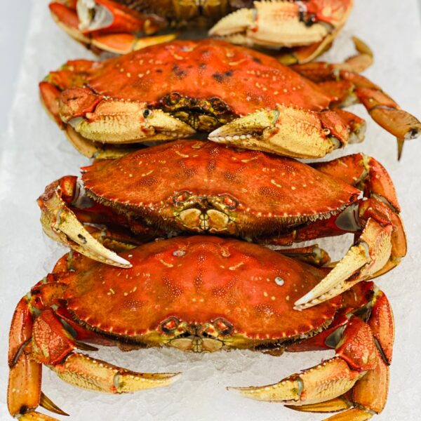 Whole Dungeness Crab