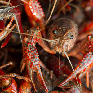 Live Crawfish